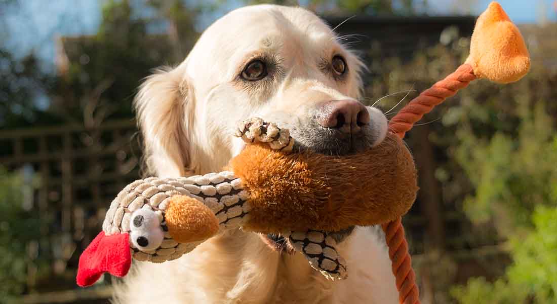 Golden Retriever holding toy