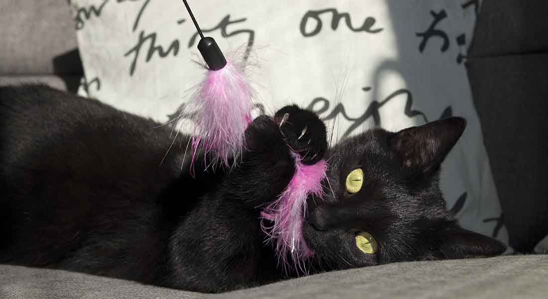 Cat playing with feather toy