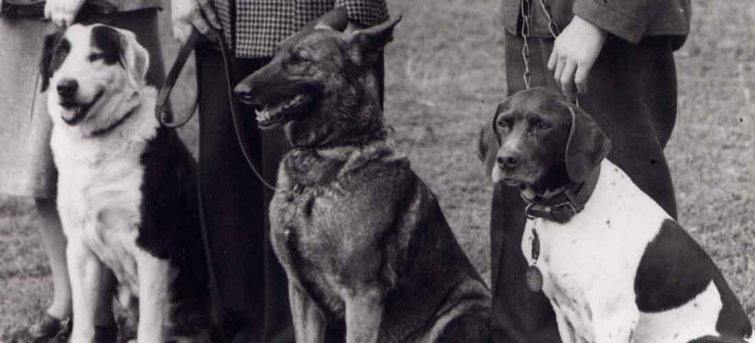 Three canine PDSA Dickin Medal recipients