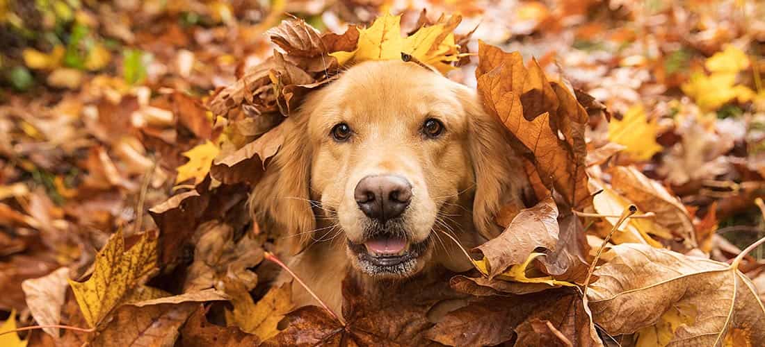 Labrador dog in pile of leaves