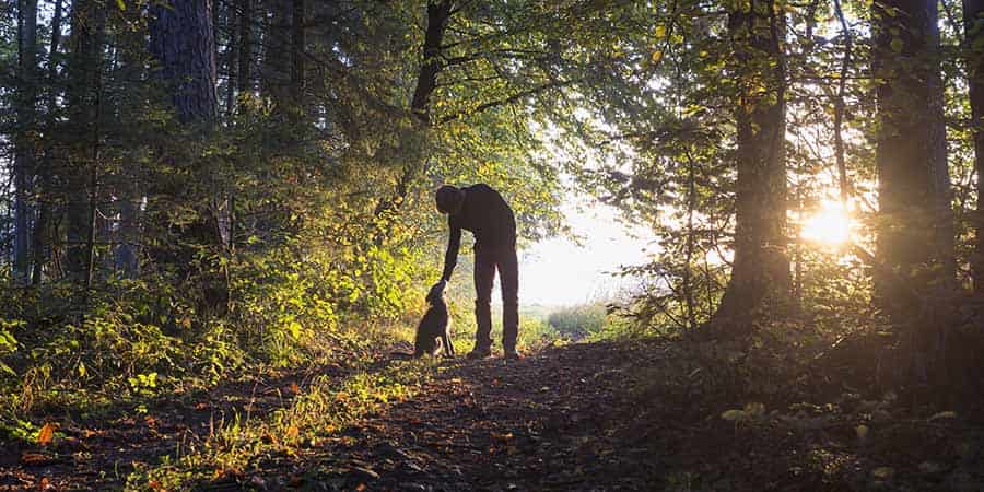 Owner stroking dog while on a evening summer walk