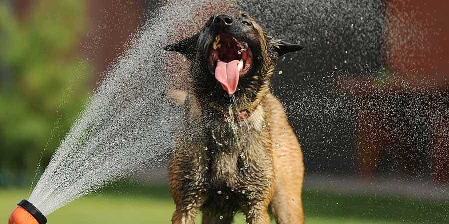 Crossbreed enjoying a fine spray from a garden hose