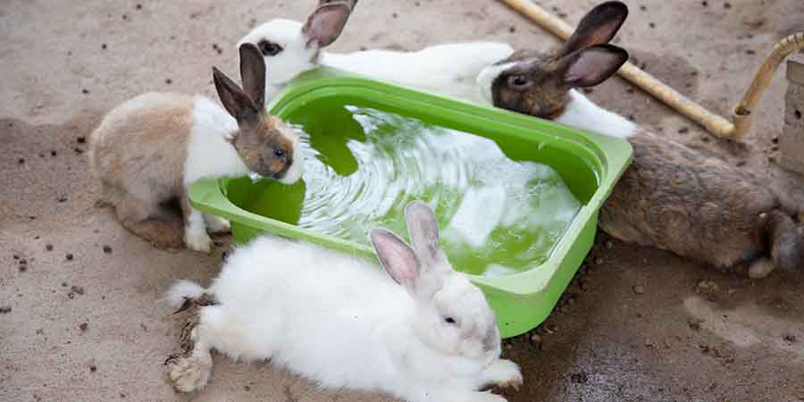 Four rabbits drinking and lying down by a green tub full of cool water