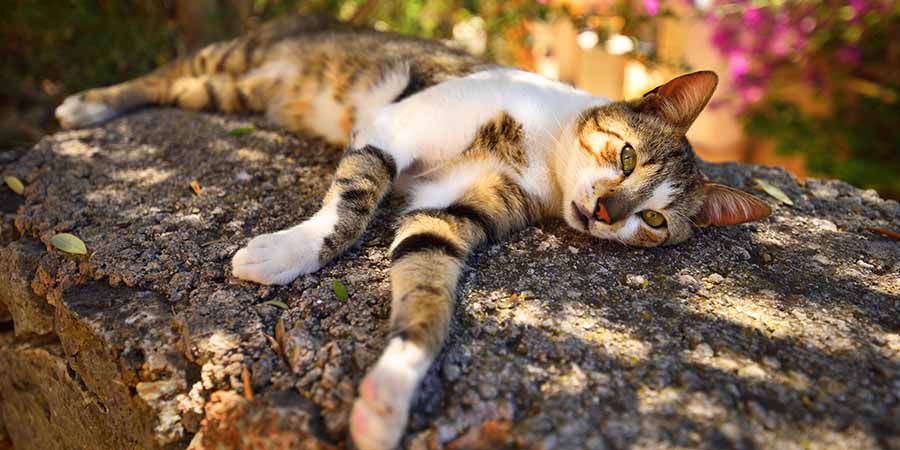 Tricolor cat reclining on an old tree in the shade and dappled sunlight