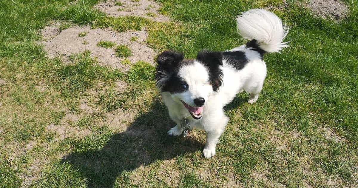 How To Keep Dogs From Peeing On Your Grass