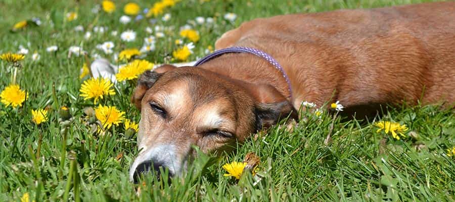 does only female dog pee kill grass