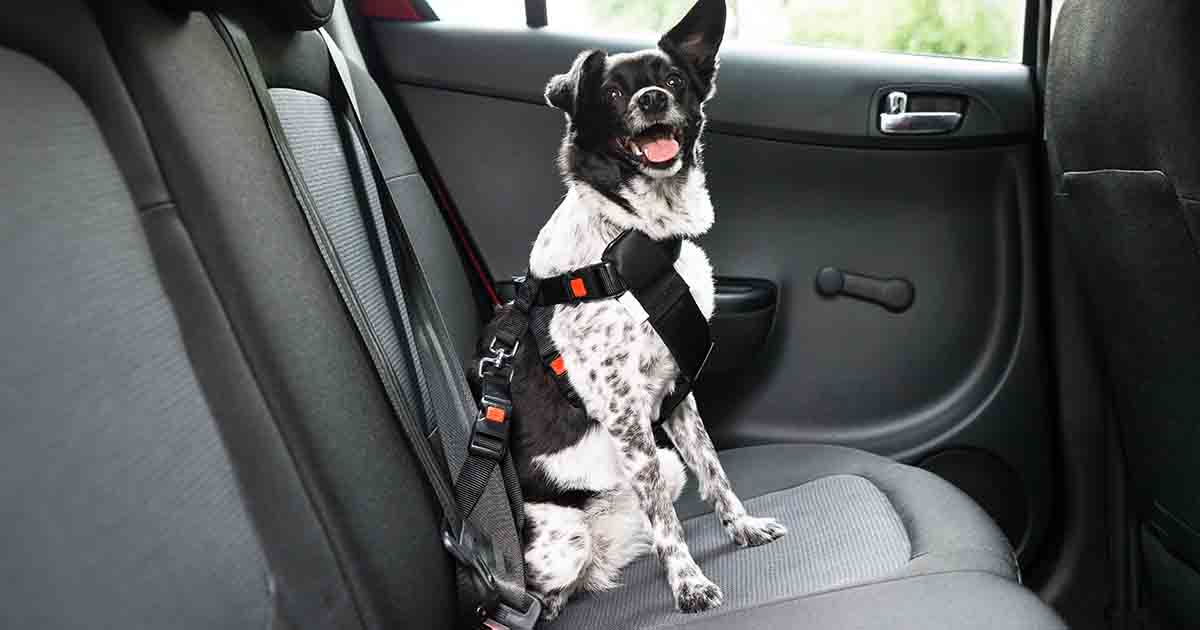 Safe Car Travel For Pets Pdsa, Best Car Seats For Dogs Uk