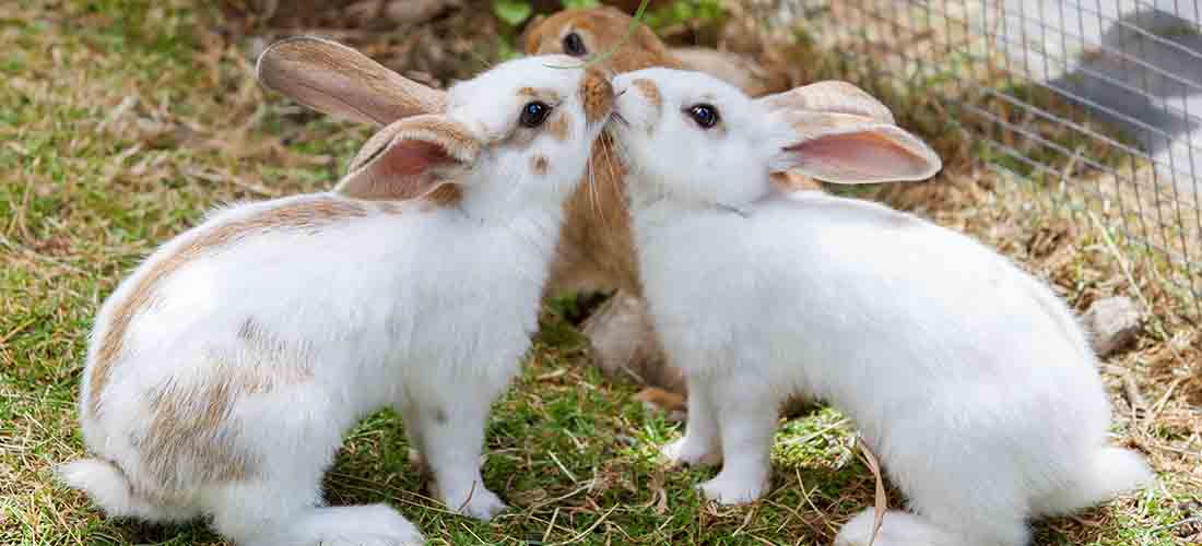 Three rabbits eating