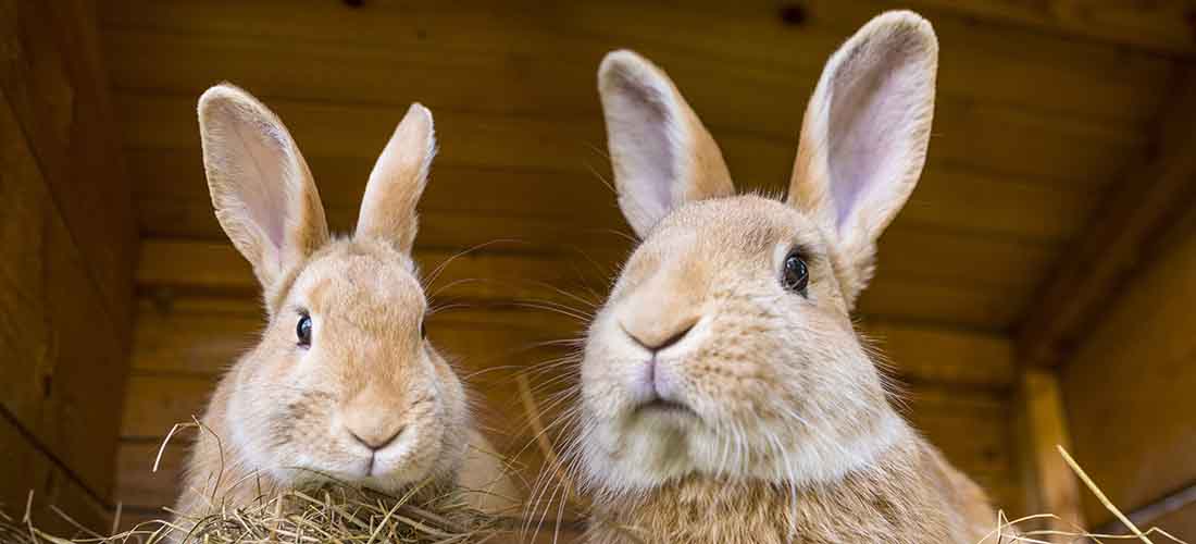 Two rabbits looking down at camera