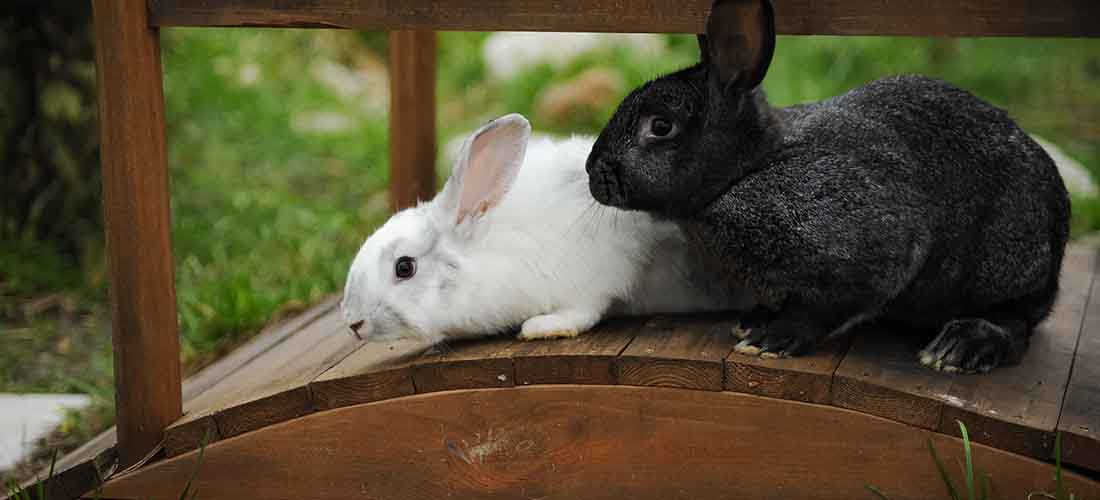 Two rabbits climbing on a bridge