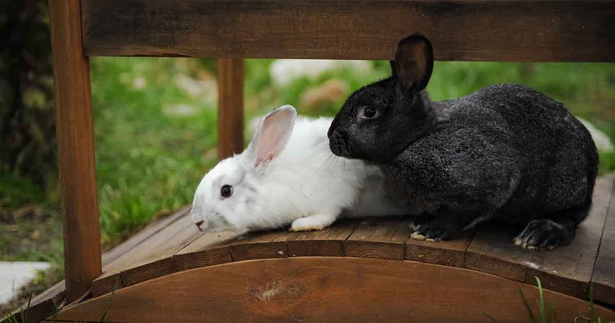 How should I exercise my rabbits? - PDSA