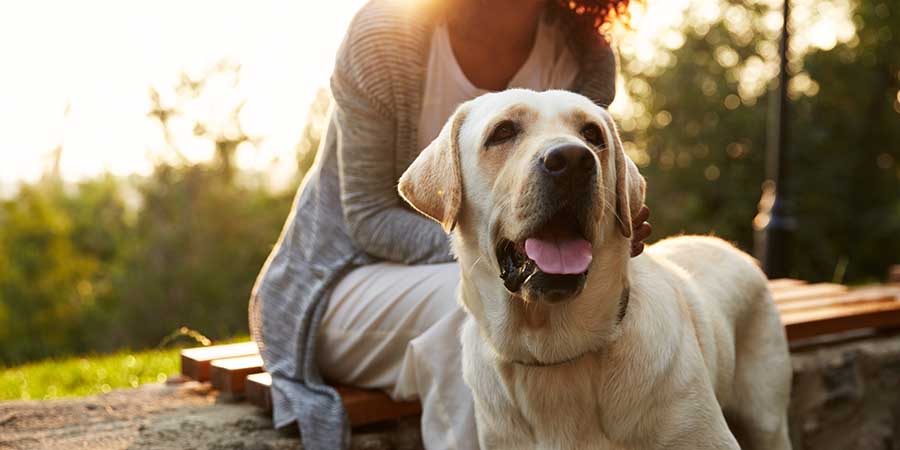 Labrador panting and standing in front of seated owner