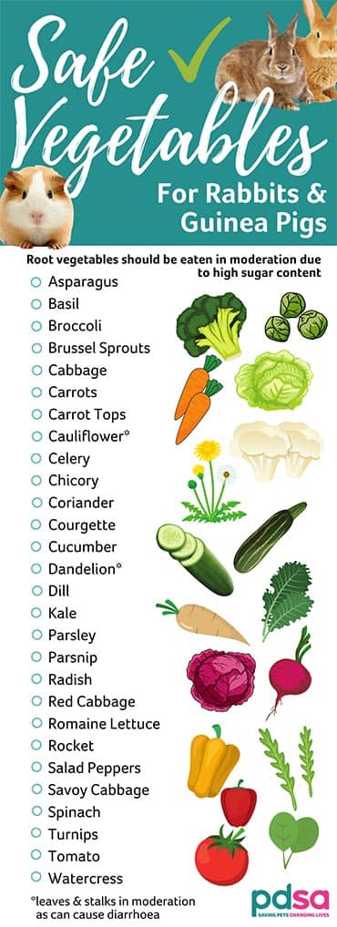 Safe vegetables for rabbits and guinea pigs - PDSA