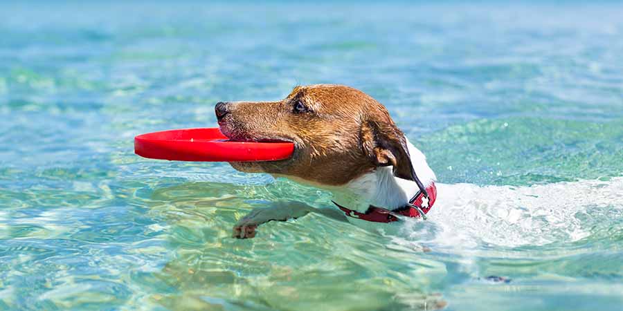 Jack Russell Terrier swimming with a bright red frisbee in their mouth