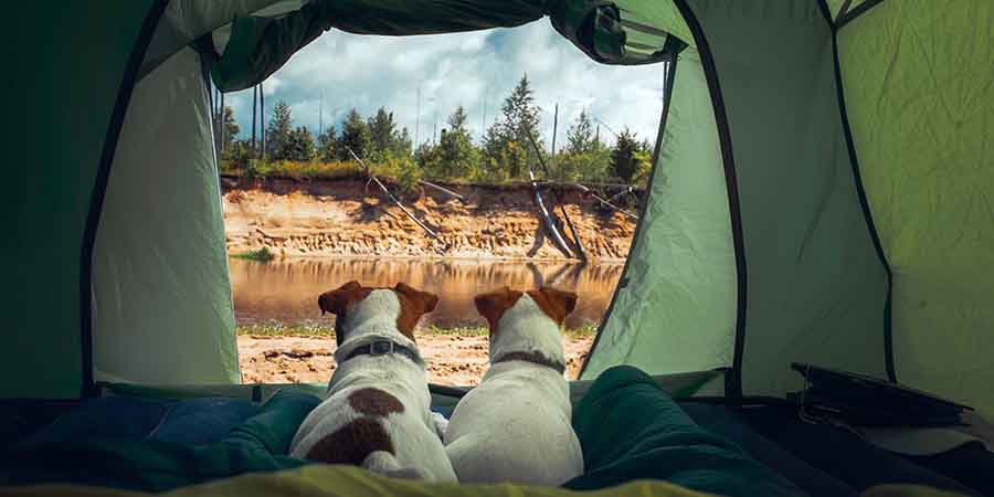 Two small dogs in a tent looking out at water