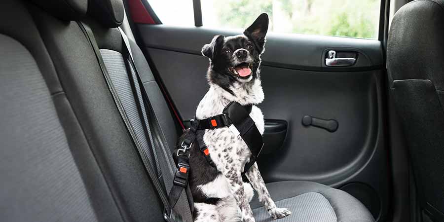 Black and white dog crossbreed secured to a harness in the back seat of a car