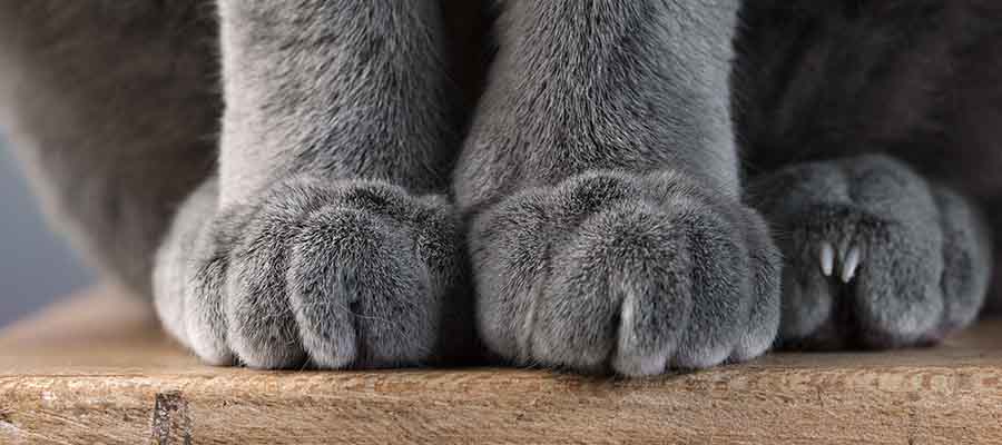 Vet Q&A: How do I trim my cat’s claws? - PDSA