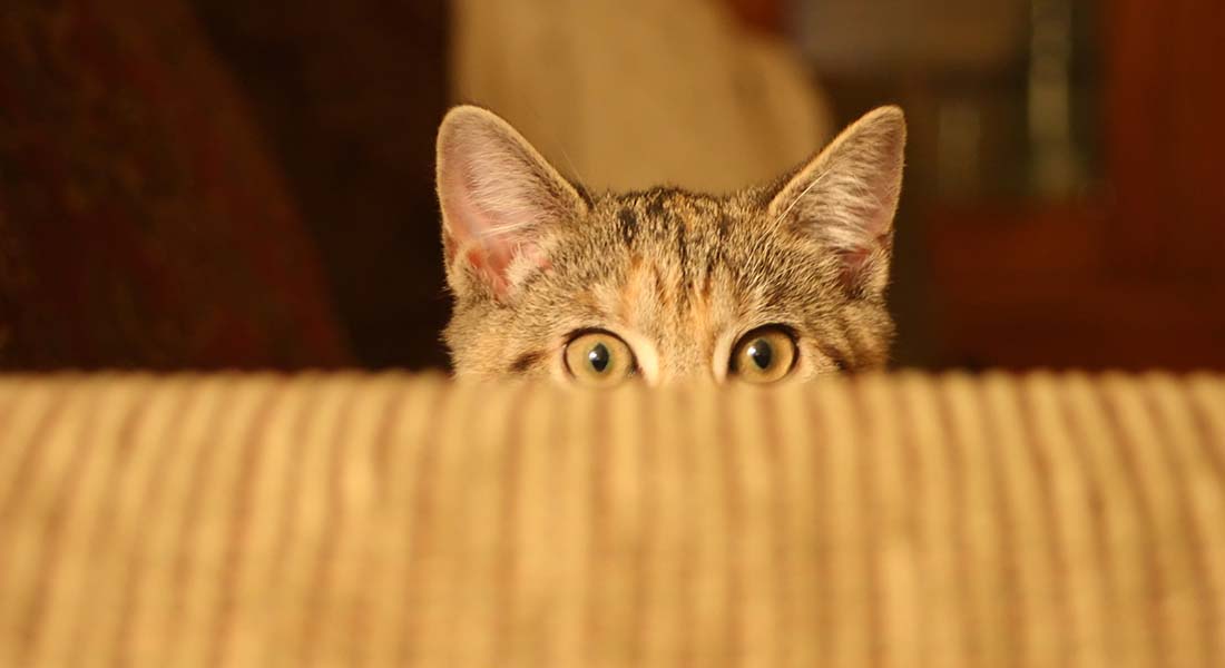 Exercise for your cat - PDSA