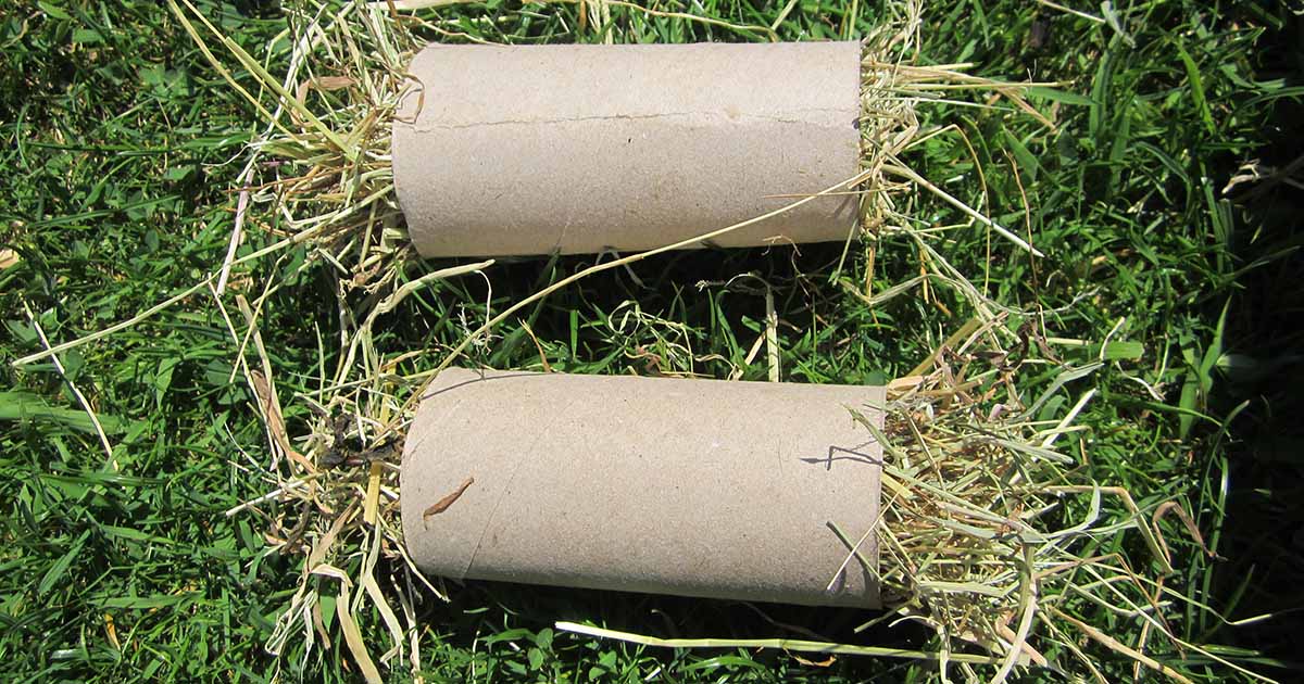 Simple cardboard tube toy for rabbits PDSA