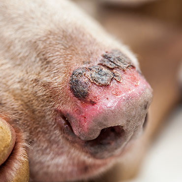 Dog with sunburnt nose