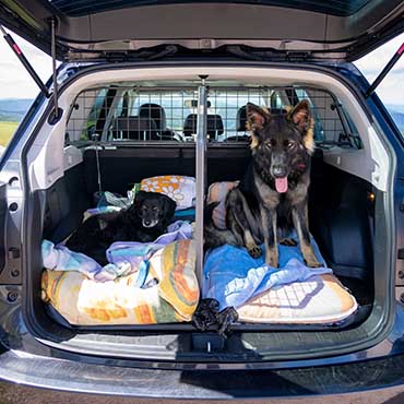 Two dogs in a car