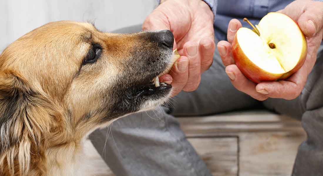 Dog eating apple