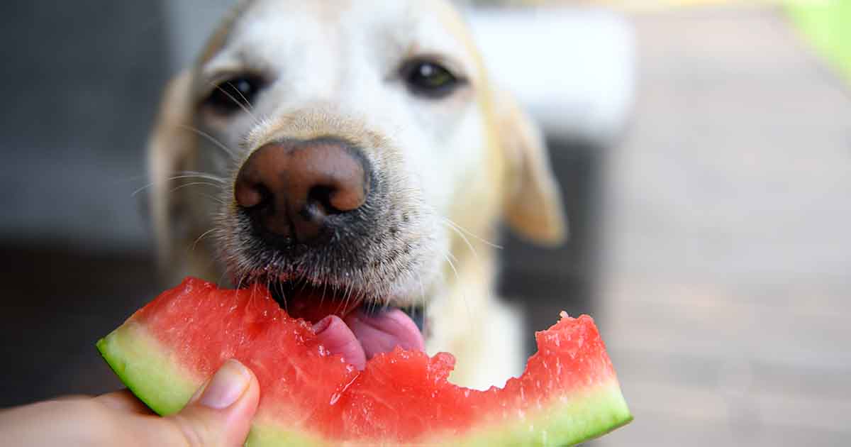 Can Fruit Snacks Kill Dogs