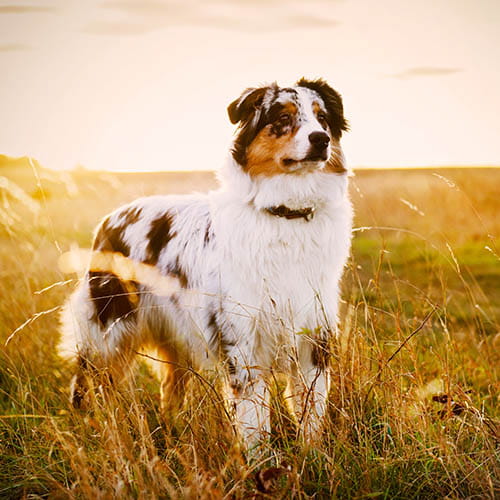 australian shepherd puppies near me