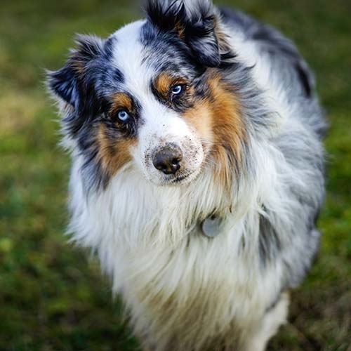 Australian Shepherd Pdsa Australian Shepherd Pdsa