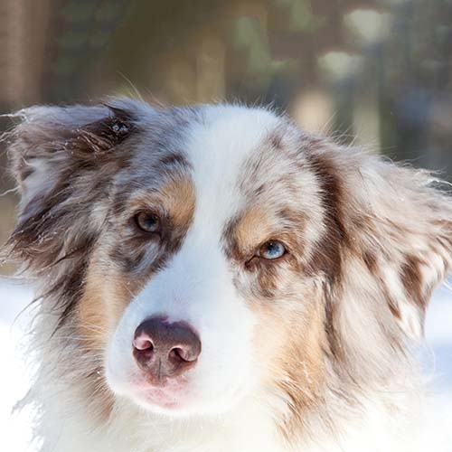 [8+] 6 Months Old Cheap Australian Shepherd Dog Puppy For Sale Or
Adoption Near Me
