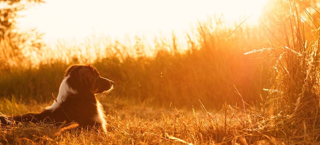 Australian Shepherd in wheat field