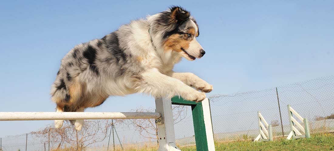 Australian Shepherd jumping agility hurdle