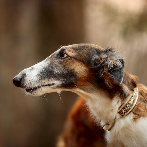 borzoi price