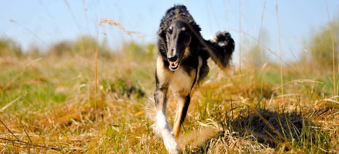 Borzoi running