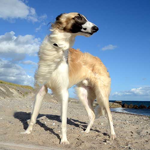 Rescue borzoi best sale