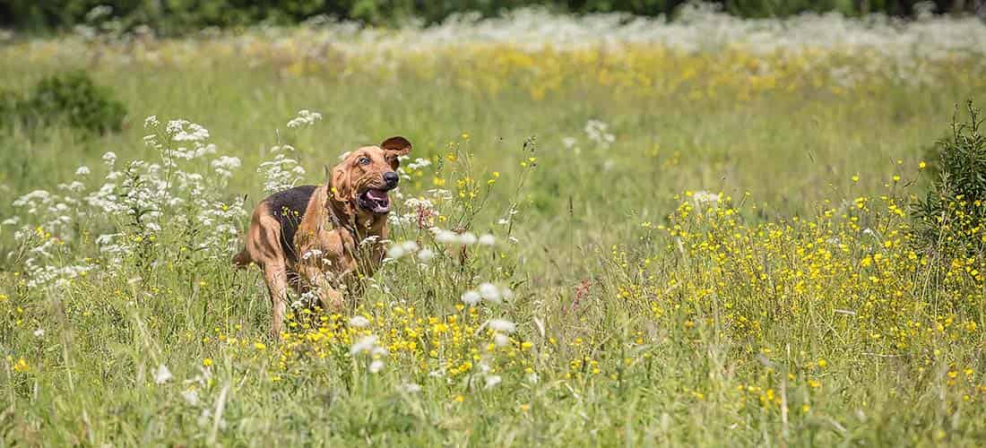Bloodhound running through a field