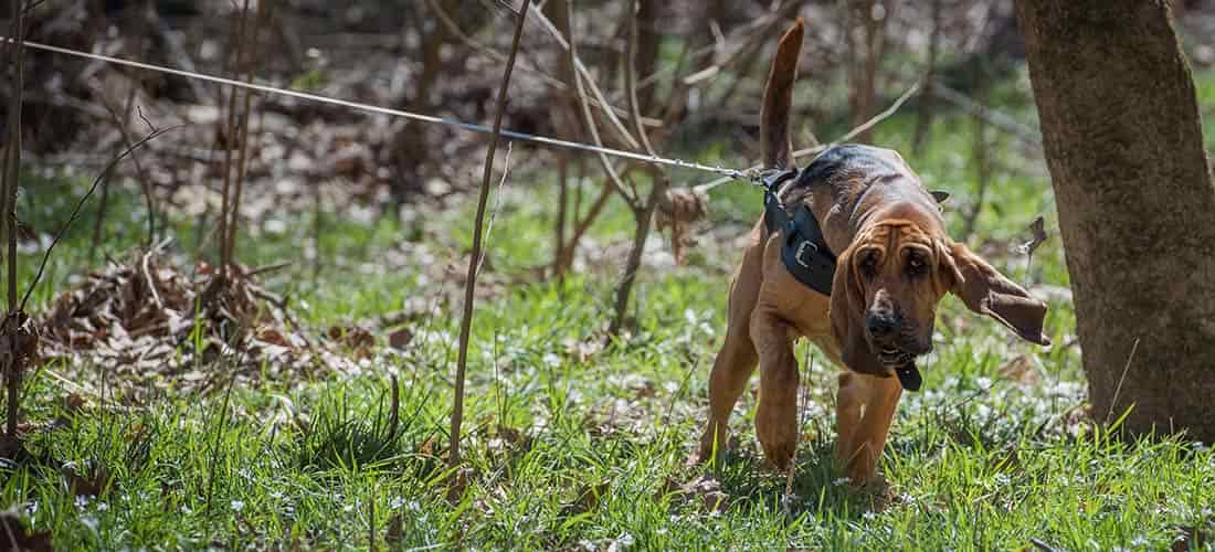 Bloodhound sniffer dog