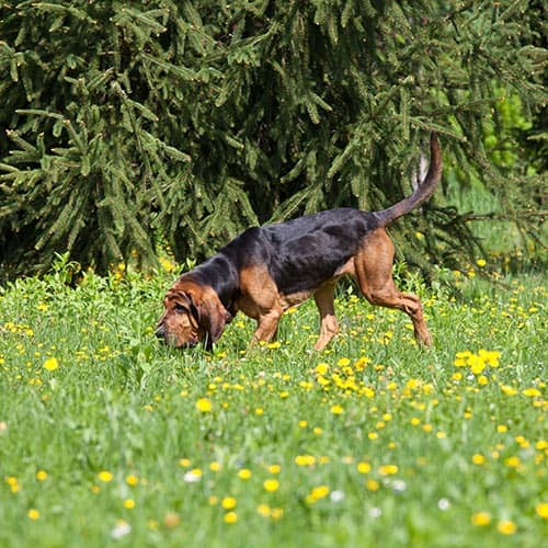 Bloodhound PDSA