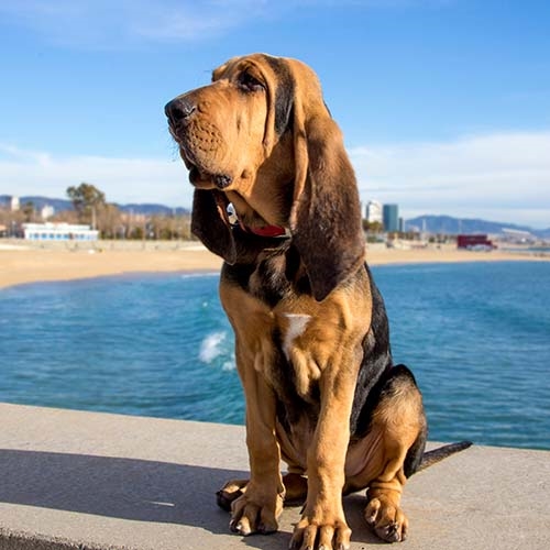 [Image: gallery-2-bloodhound-next-to-seaside.jpg...7420000000]