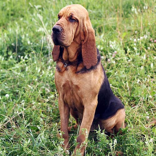 bloodhound breeds