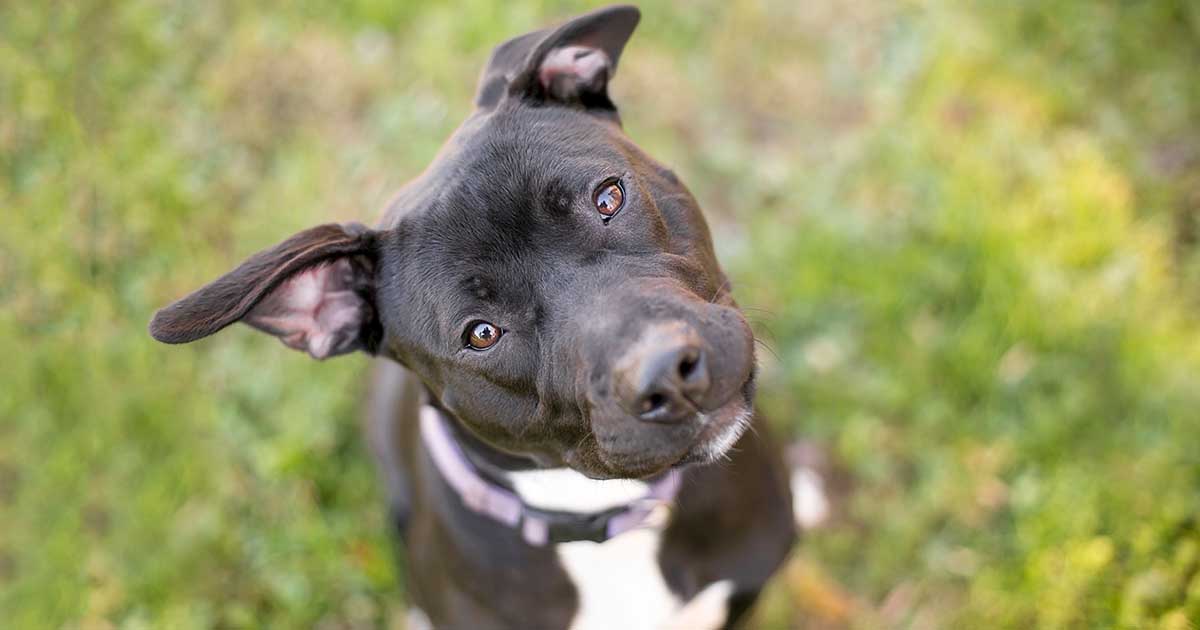 Why Does My Dog Keeps Barking