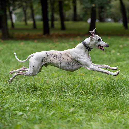 whippet in not