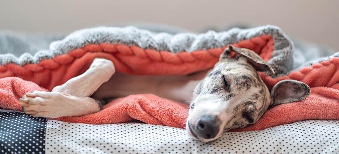 Whippet sleeping in blanket