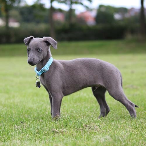 Buy Whippet Puppies For Sale Near Me In Hawaii USA