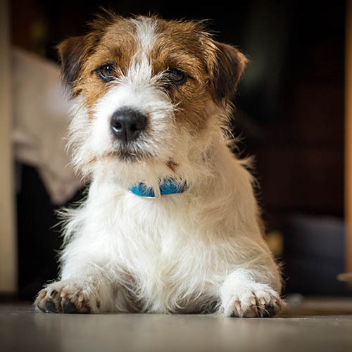 [6+] 6 Months Old High Quality Jack Russell Dog Puppy For Sale Or
Adoption Near Me