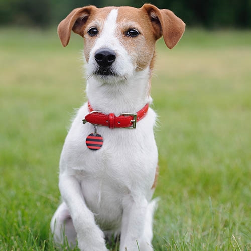 How To Care For A Jack Russell Terrier | Aspca Pet Health Insurance