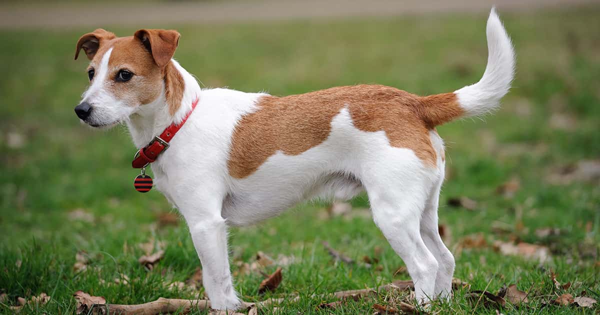 how to calm a high anxiety jack russell