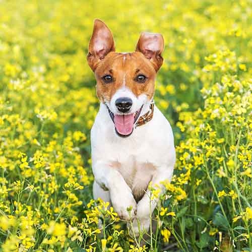 Jack Russell Terrier Pdsa Jack Russell Terrier Pdsa