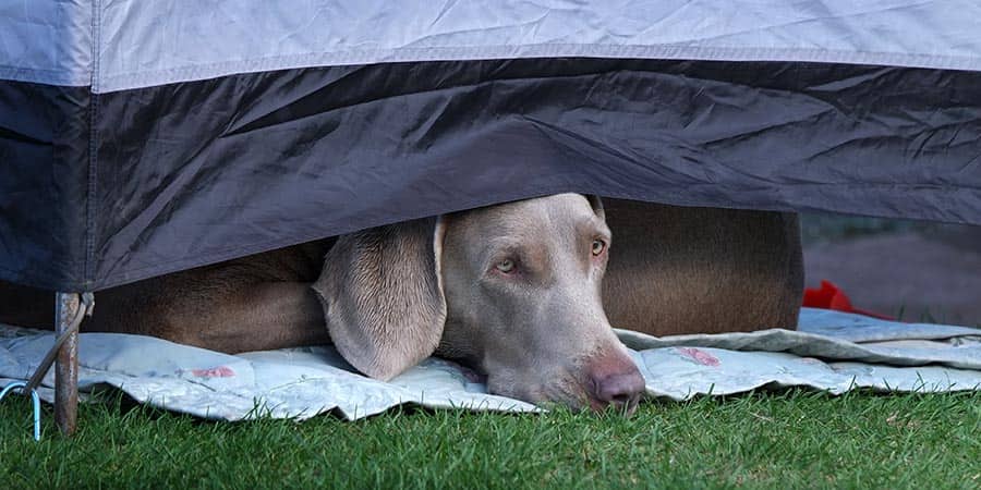 how to keep dogs safe while camping
