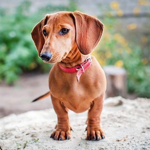 how much is a wiener dog